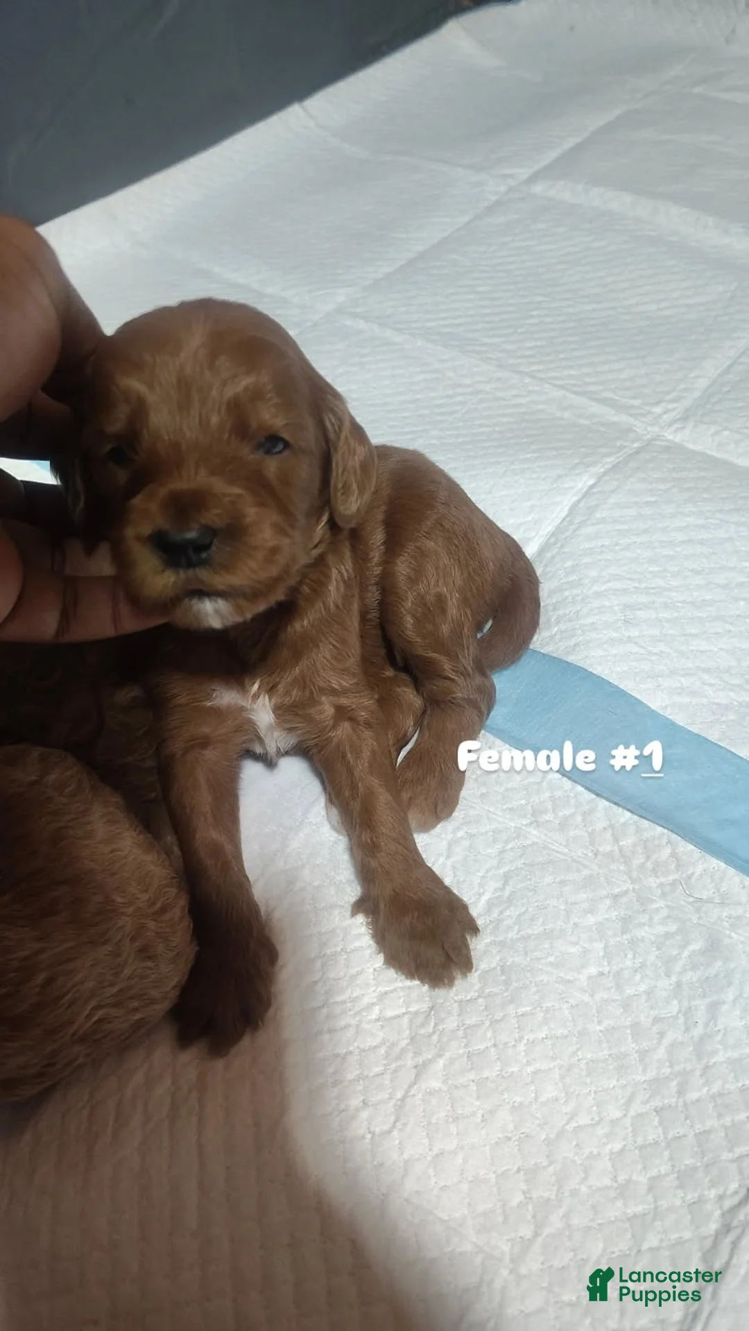 Goldendoodle dogs for sale: Girl 1 - Ad 1