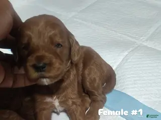 Goldendoodle dogs Girl 1 - Ad 11