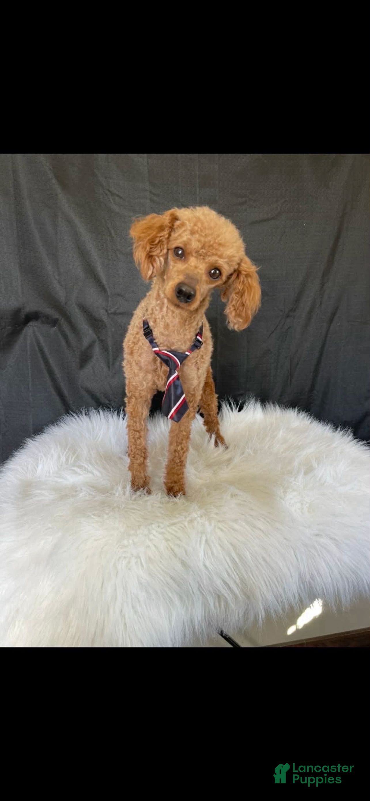 Toy Poodle dogs Akc Clear 🧬 Bred Red Proven Milo - Ad 2