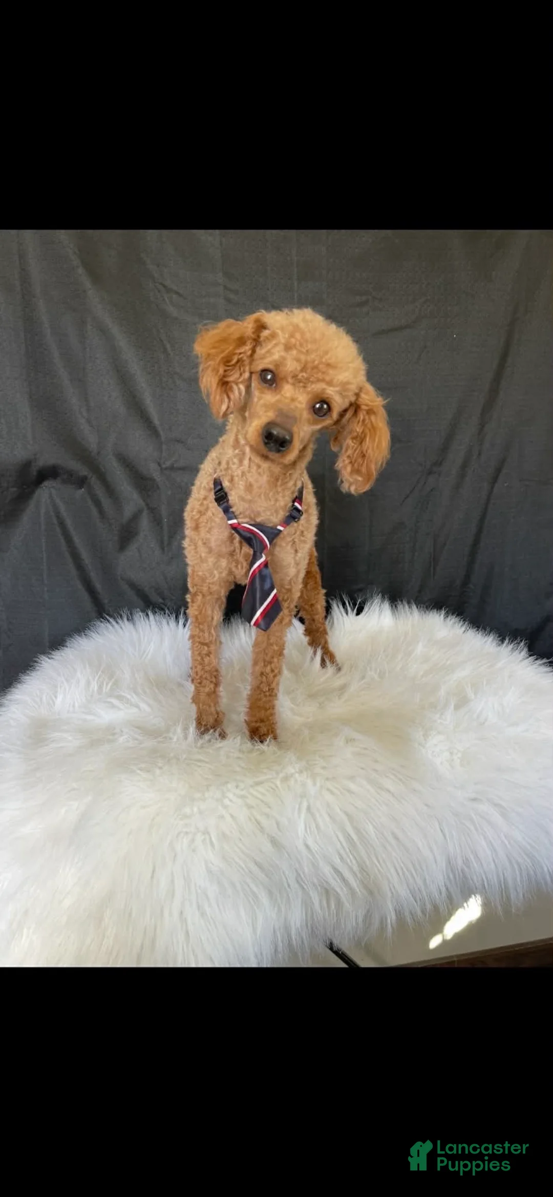Toy Poodle dogs for sale: Akc Clear 🧬 Bred Red Proven Milo - Ad 2
