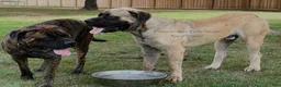 English Mastiff dogs for sale: Adrian (Purple) - Ad 11