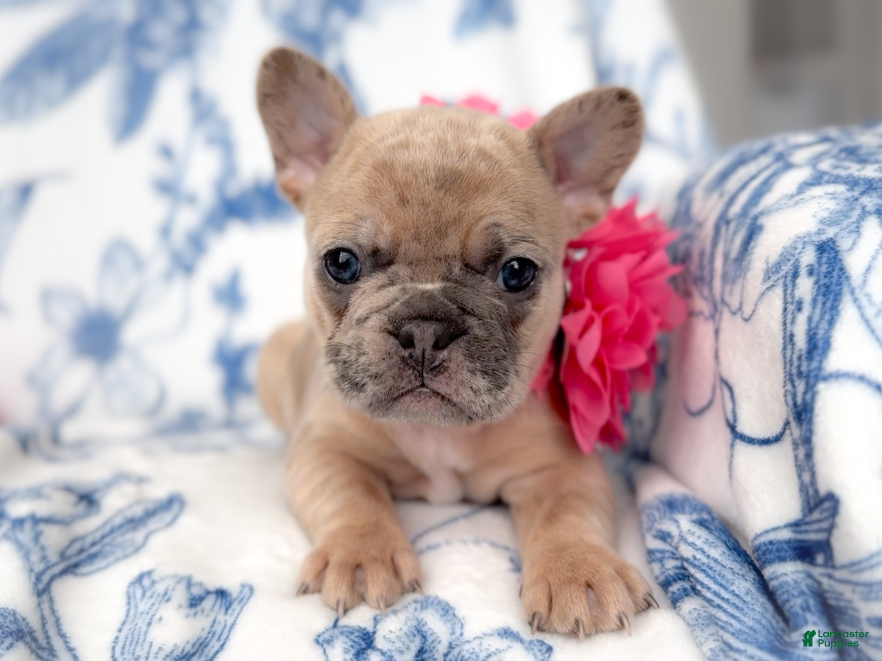French Bulldog dogs Snickerdoodle - Ad 8