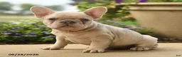 French Bulldog dogs for sale: Lola - Ad 5