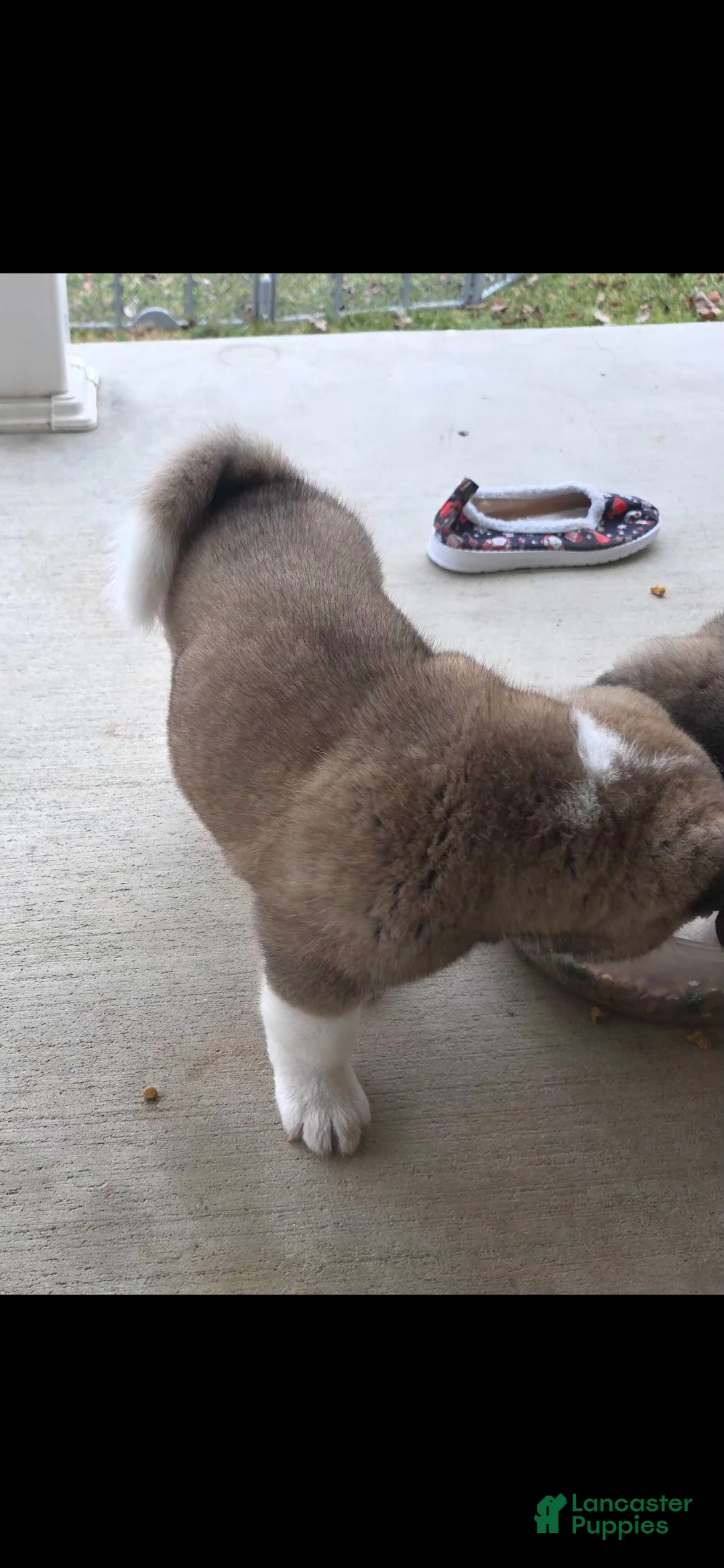 Akita dogs for sale: AKC Finn - Ad 8
