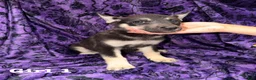 Mixed Breed dogs for sale: Boy 2 - Ad 7