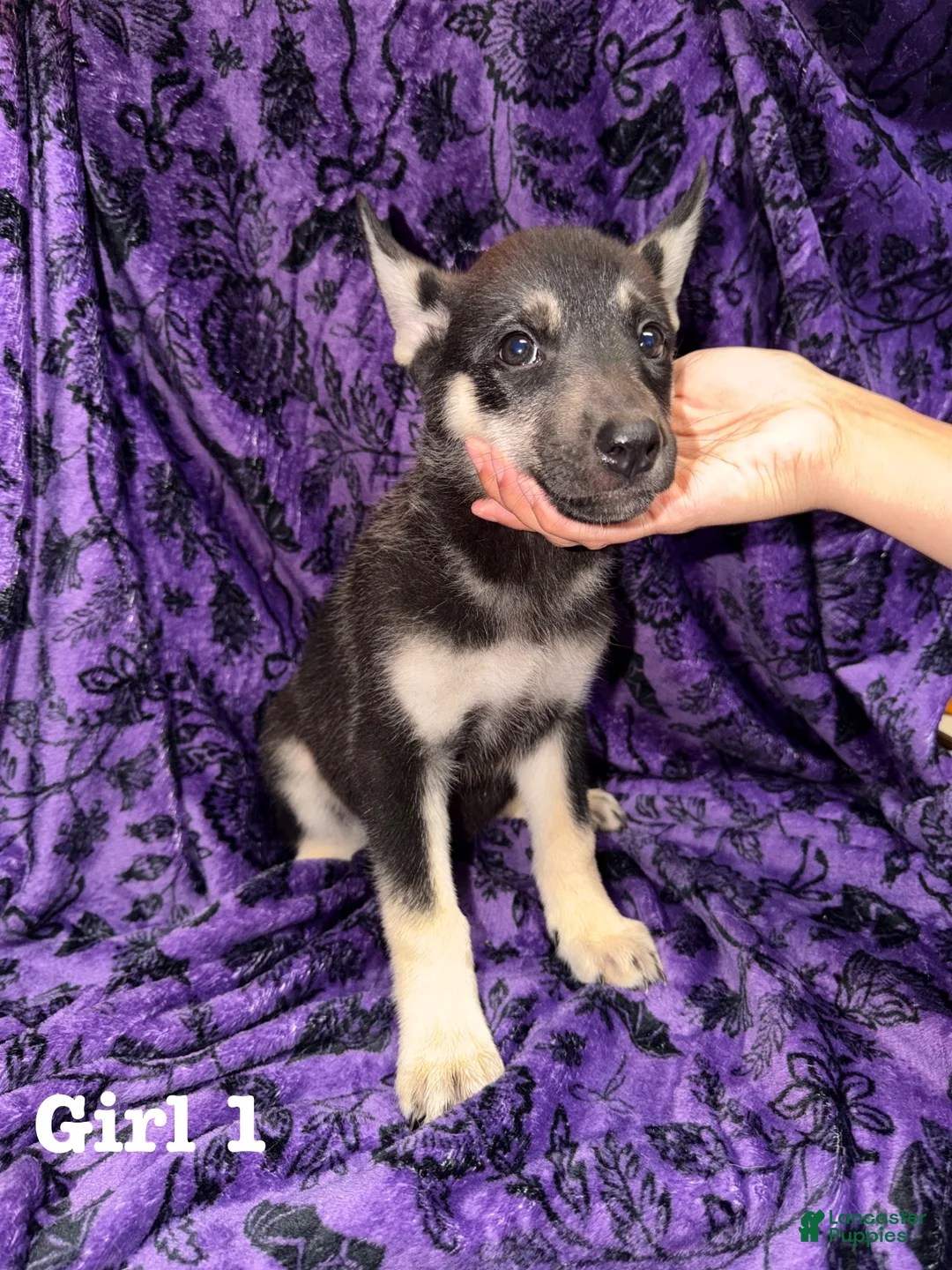 Mixed Breed dogs for sale: Boy 2 - Ad 7