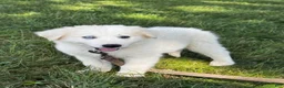 Great Pyrenees dogs for sale: Greta - Ad 1