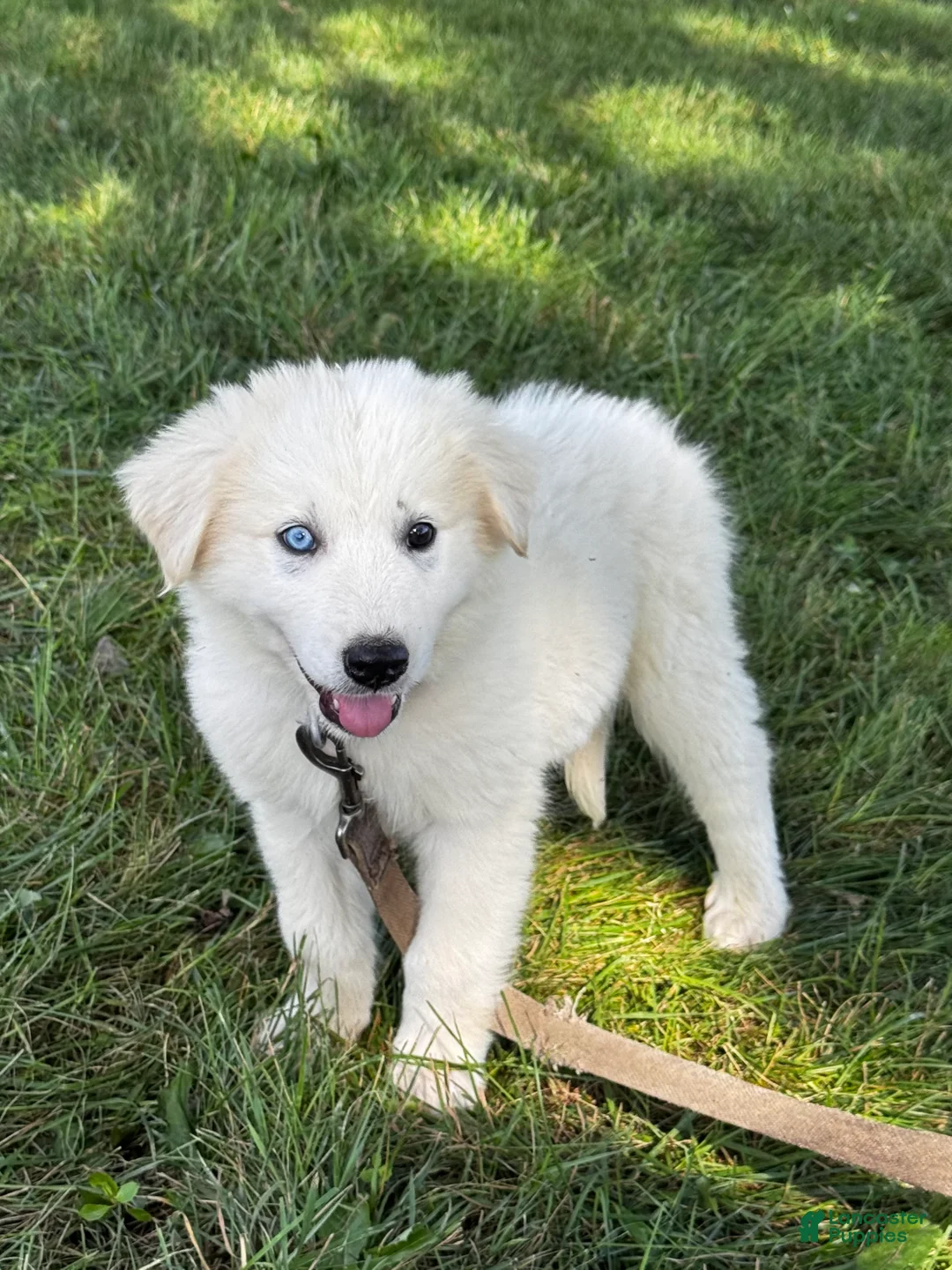 Great Pyrenees dogs for sale: Greta - Ad 1