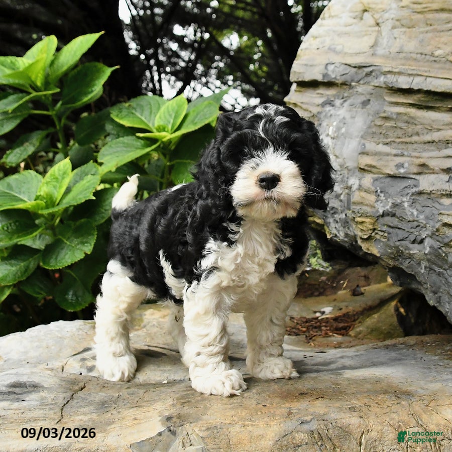 Cockapoo dogs Bagel - Ad 2
