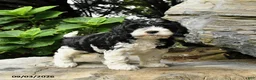 Cockapoo dogs for sale: Bagel - Ad 2