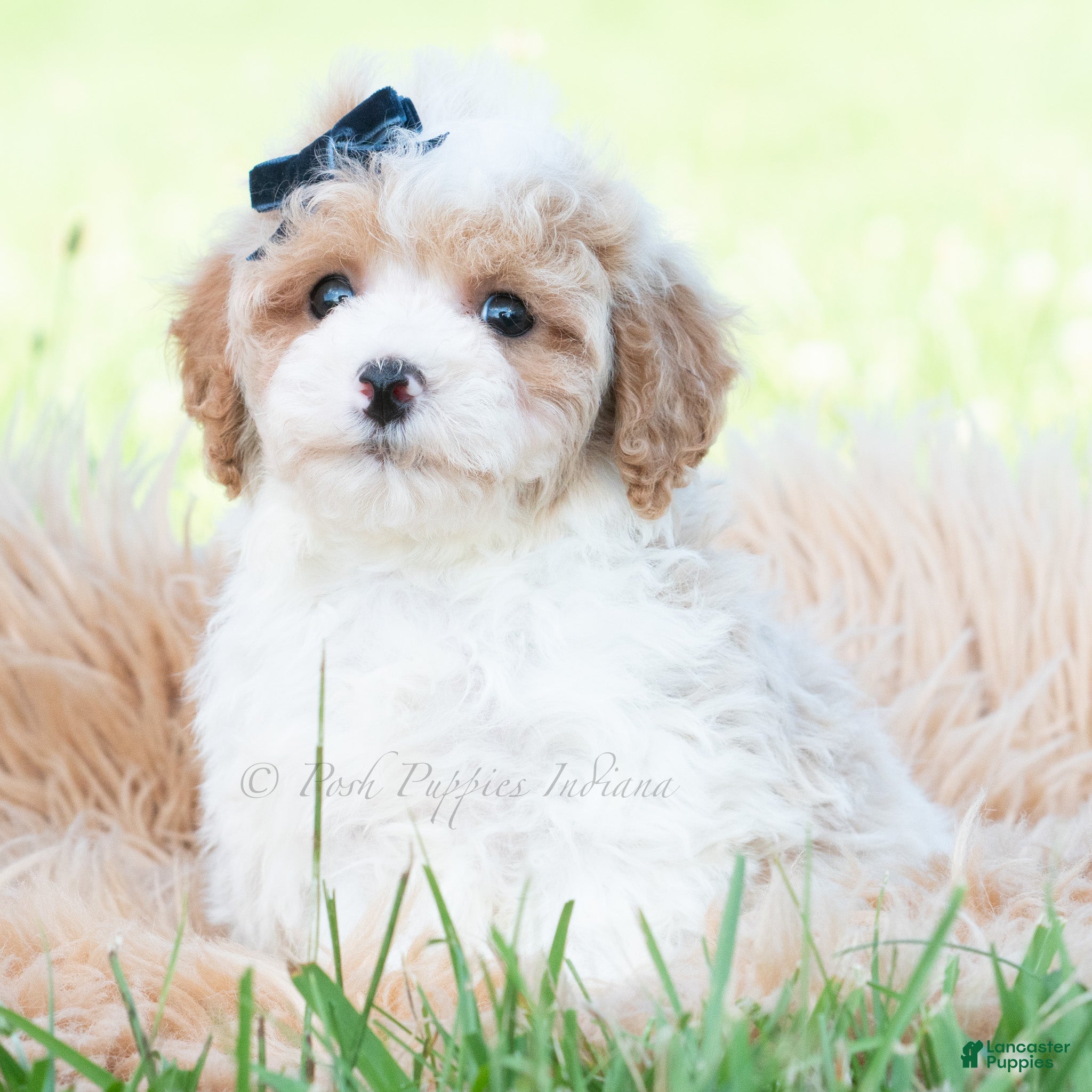 Maltipoo dogs Dax - Ad 25