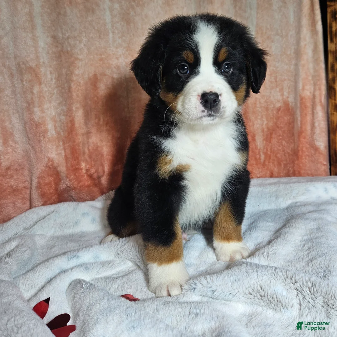 Bernese Mountain Dog dogs for sale: Cooper - Ad 7