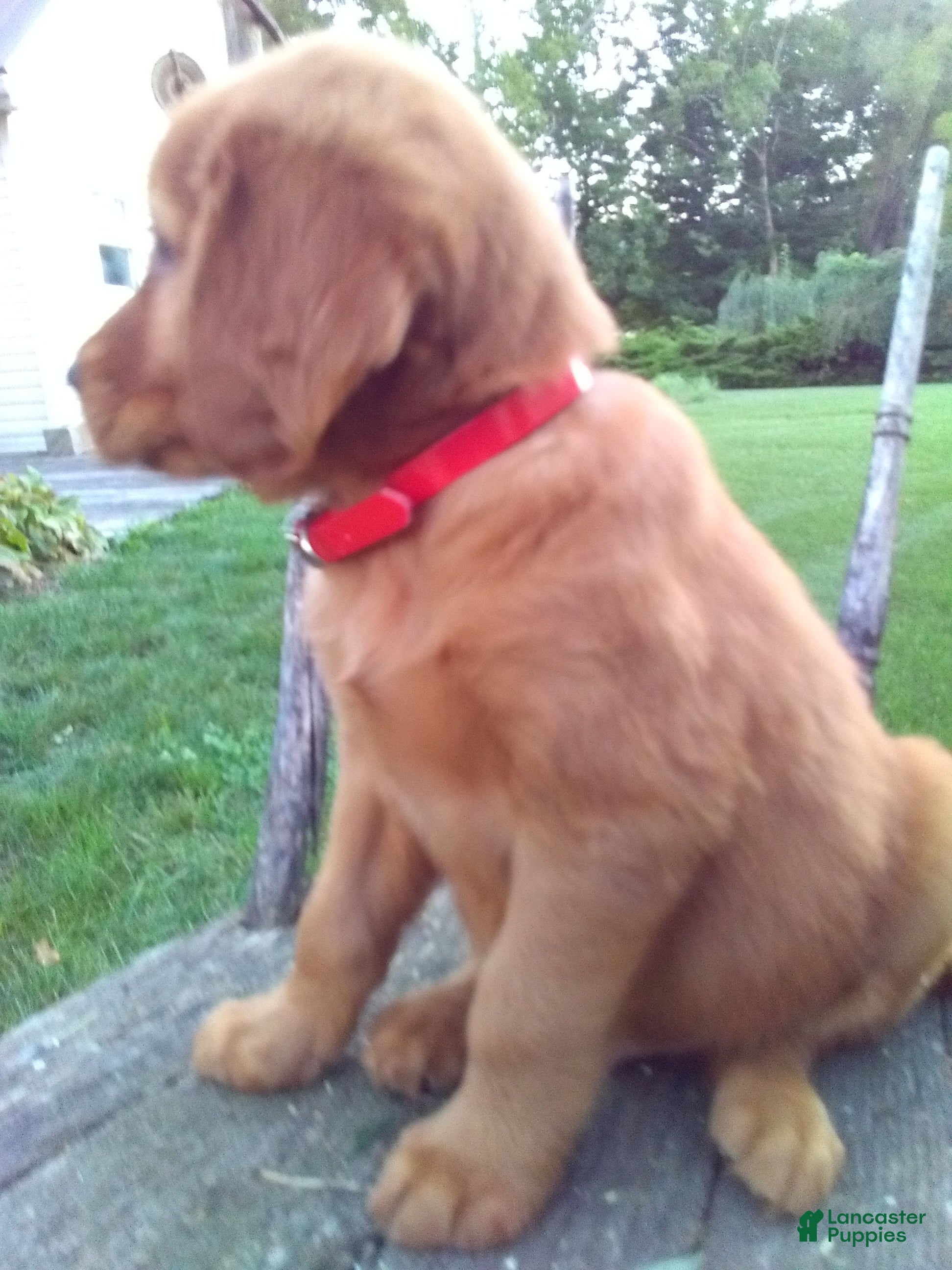 Golden Retriever dogs Bryce - Ad 2