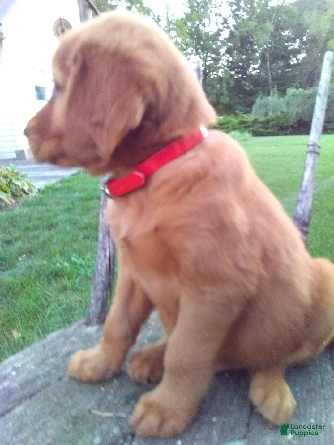 Golden Retriever dogs for sale: Bryce - Ad 2