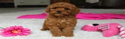 Cavapoochon dogs for sale: Maggie  - Ad 8