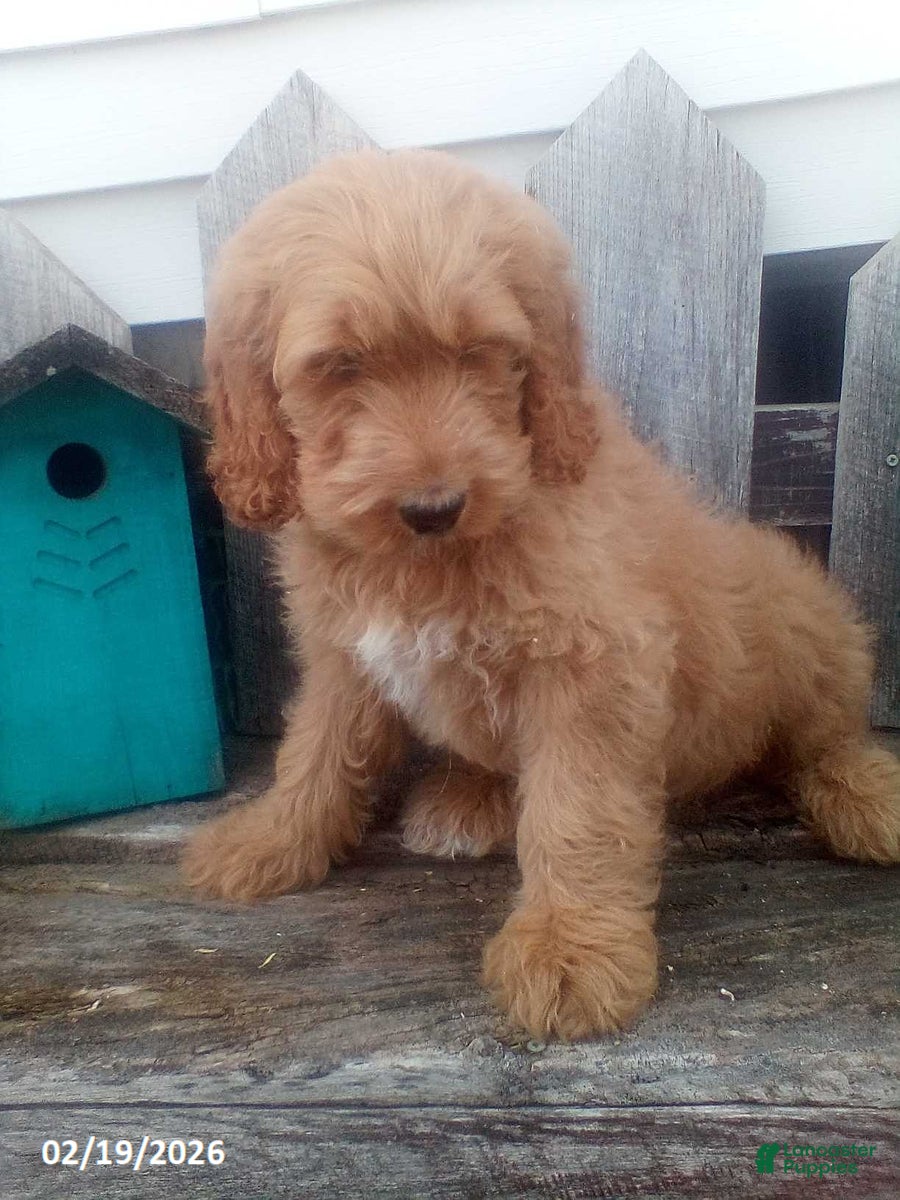 Goldendoodle dogs Prince   - Ad 1