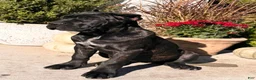 Cane Corso dogs for sale: Rosie - Ad 2