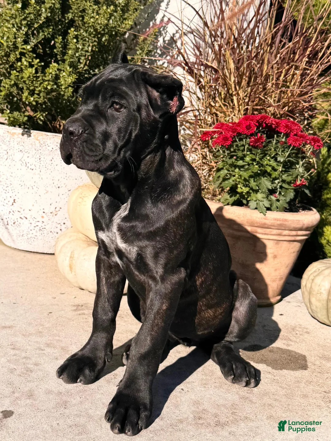 Cane Corso dogs for sale: Rosie - Ad 2