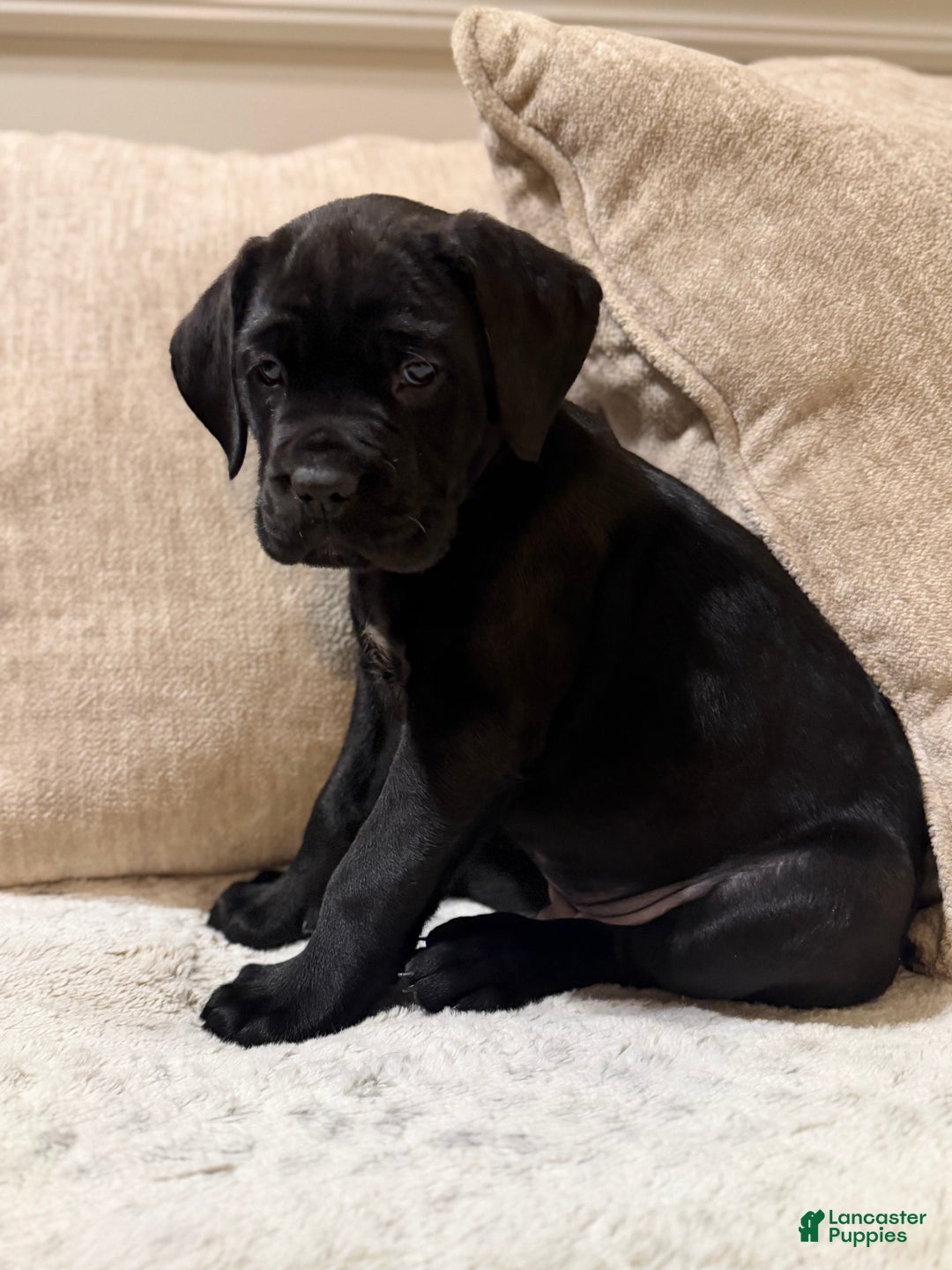 Cane Corso dogs for sale: Sweet Pea - Ad 11