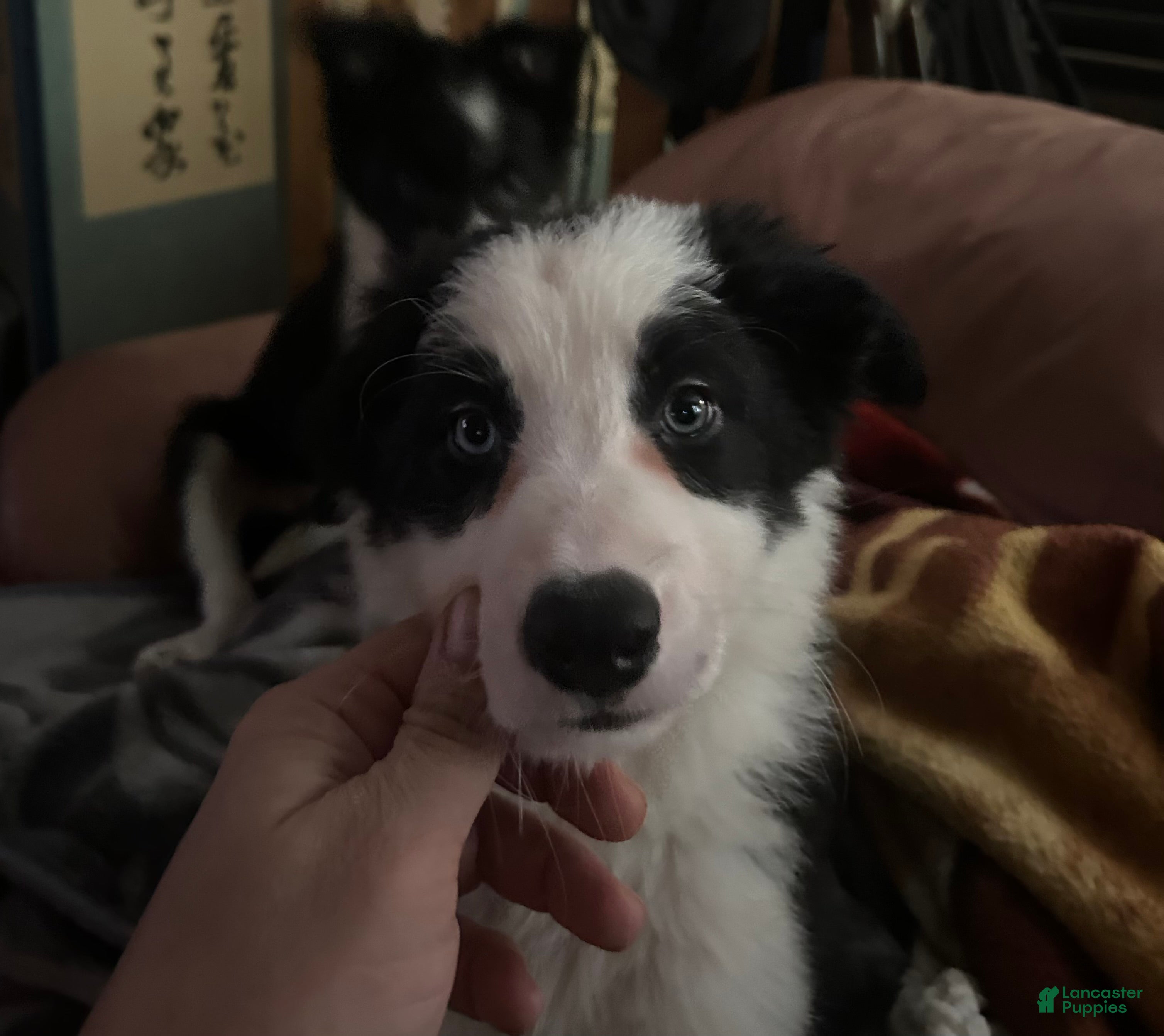 Border Collie dogs Maverick - Ad 2