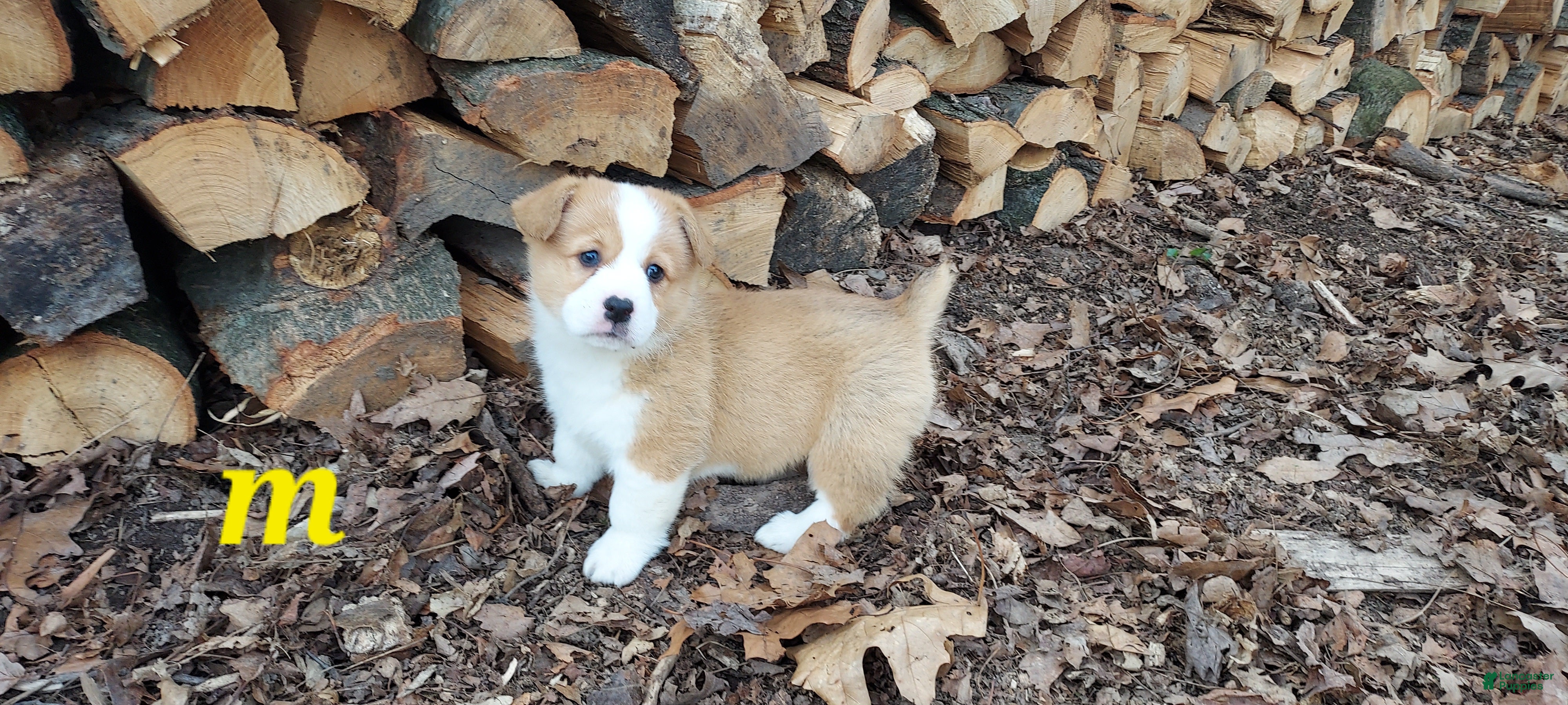 Welsh Corgi Pembroke dogs Welsh Corgi Pembroke Puppy 3 - Ad 2