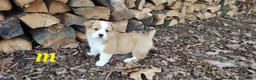 Welsh Corgi Pembroke dogs for sale: Welsh Corgi Pembroke Puppy 3 - Ad 2