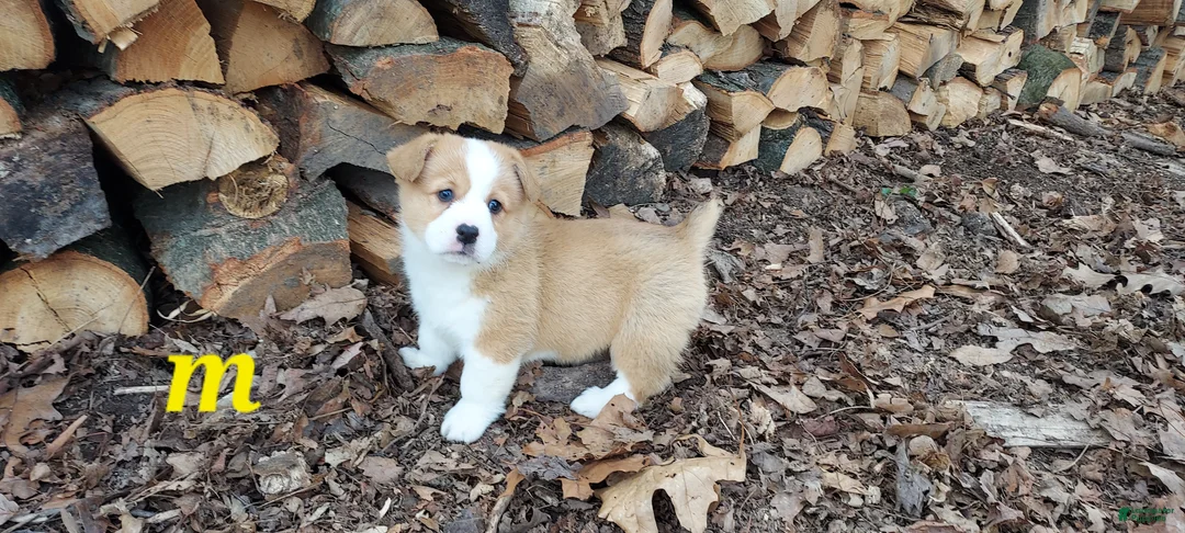 Welsh Corgi Pembroke dogs for sale: Welsh Corgi Pembroke Puppy 3 - Ad 2