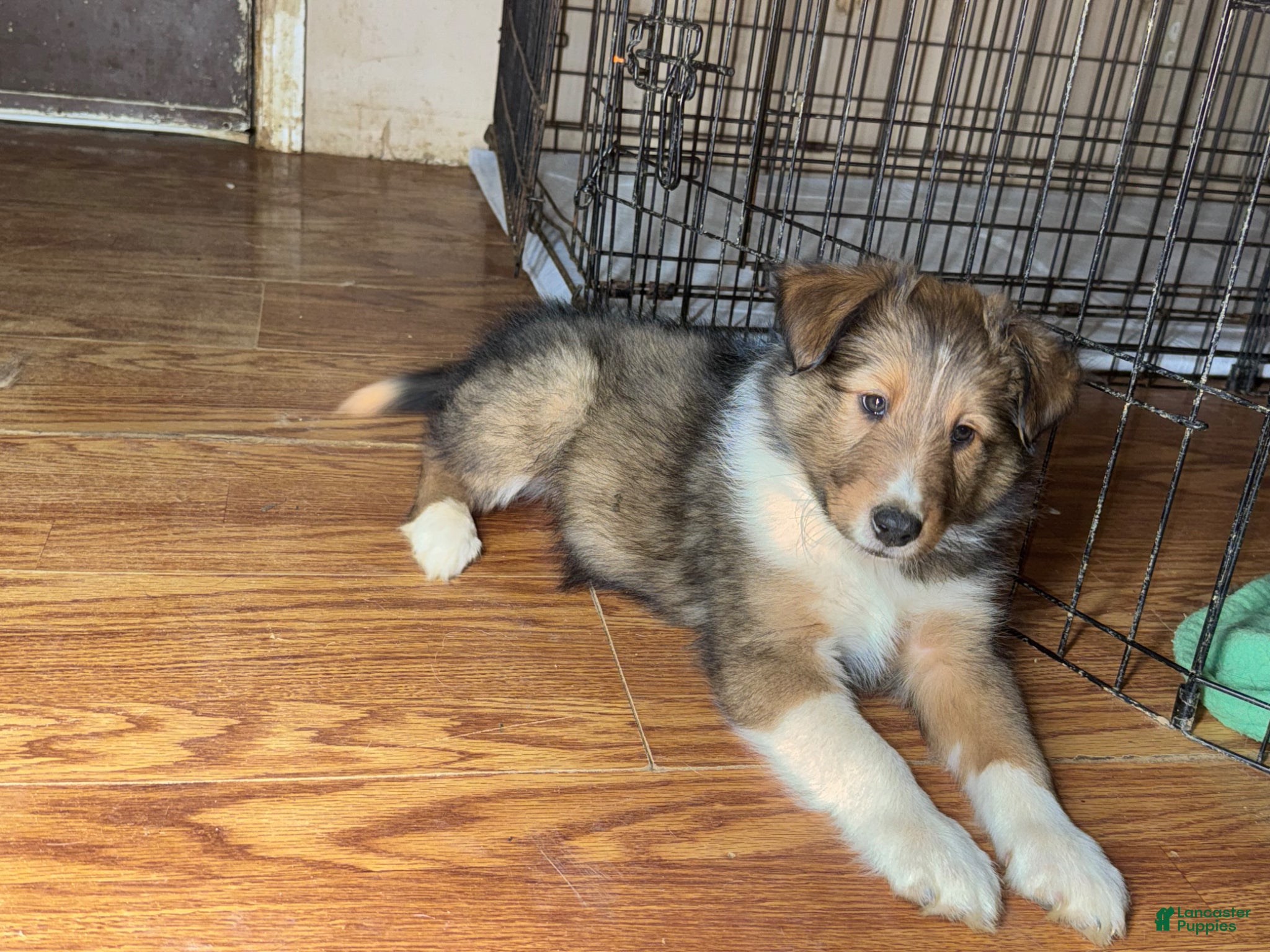Shetland Sheepdog dogs Shetland Sheepdog-Dozer - Ad 25
