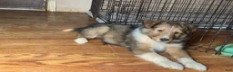 Shetland Sheepdog dogs for sale: Shetland Sheepdog-Dozer - Ad 1