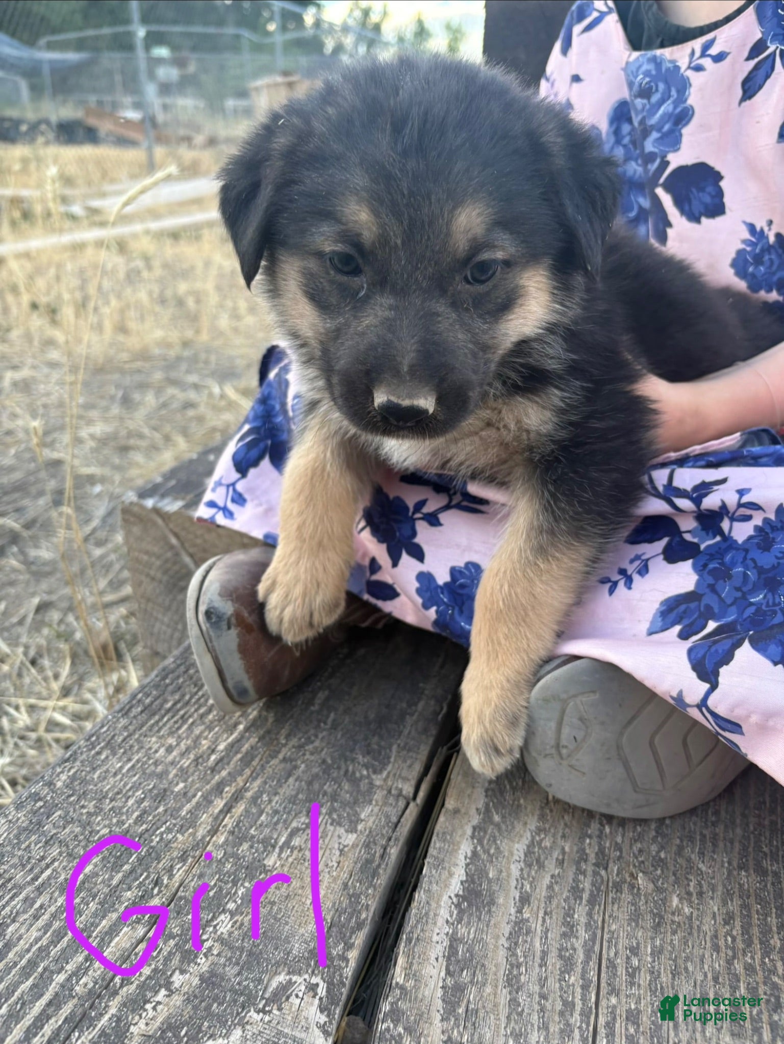 Mixed Breed dogs Mixed Breed 3 - Ad 9