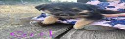 Mixed Breed dogs for sale: Mixed Breed 3 - Ad 1