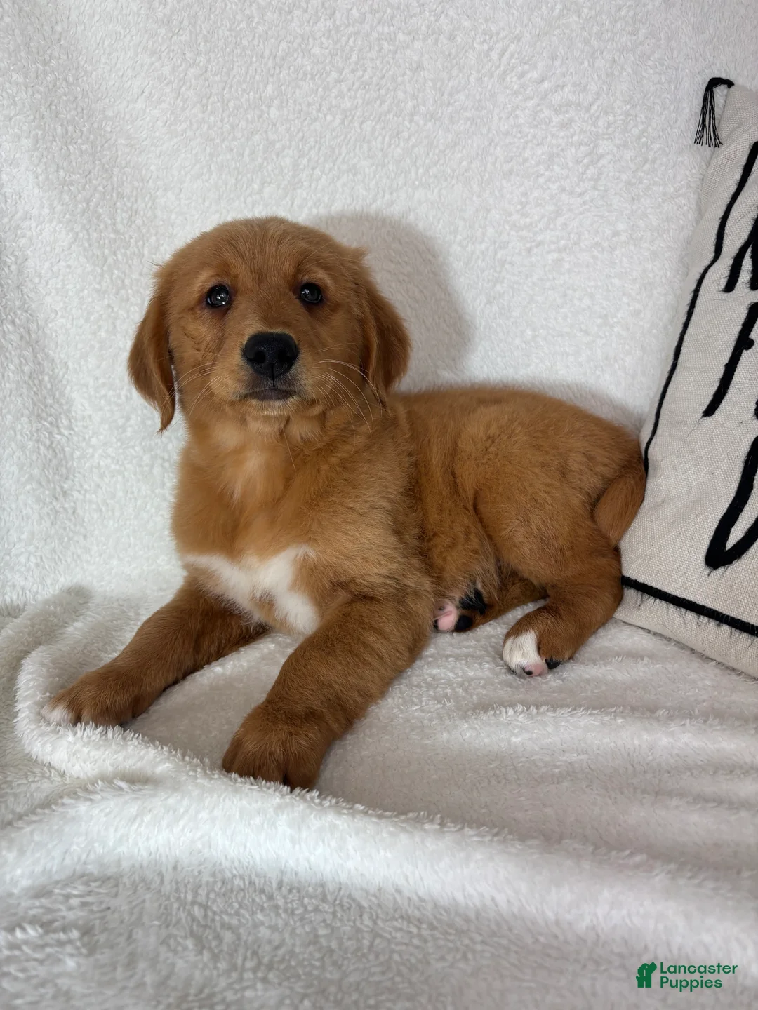 Golden Retriever dogs for sale: Ginger - Ad 5