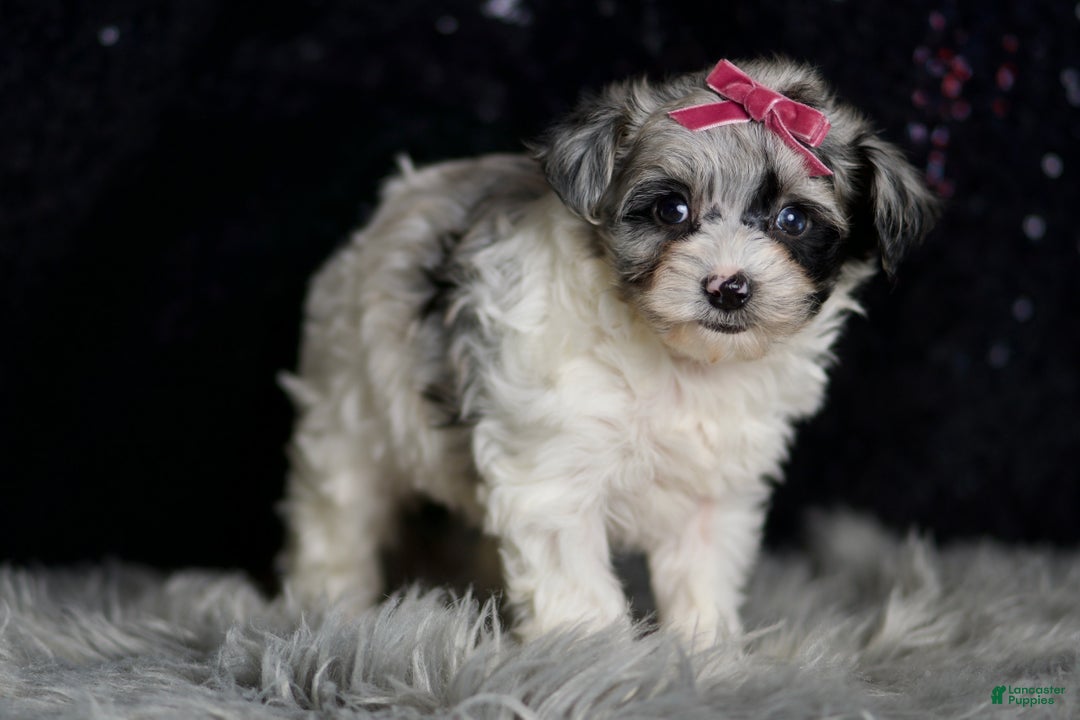 Maltipoo dogs for sale: Prada - Ad 4