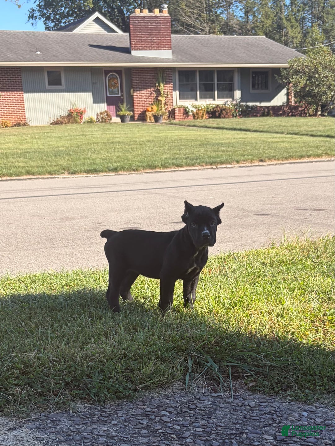 Cane Corso dogs for sale: Garcia - Ad 10