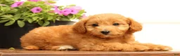 Mini Goldendoodle dogs for sale: Abby - Ad 7