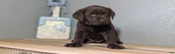 Labrador Retriever dogs for sale: Stella  - Ad 3