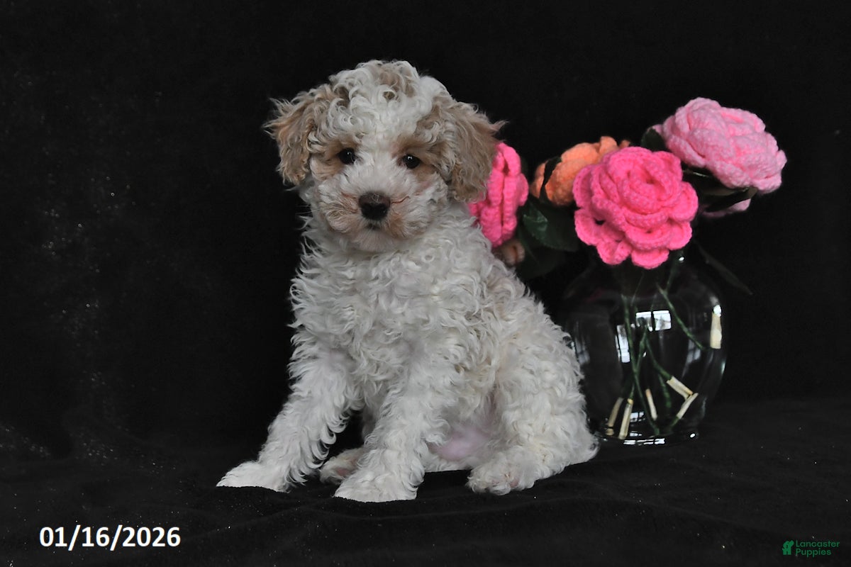 Miniature Poodle dogs Sparky - Ad 37