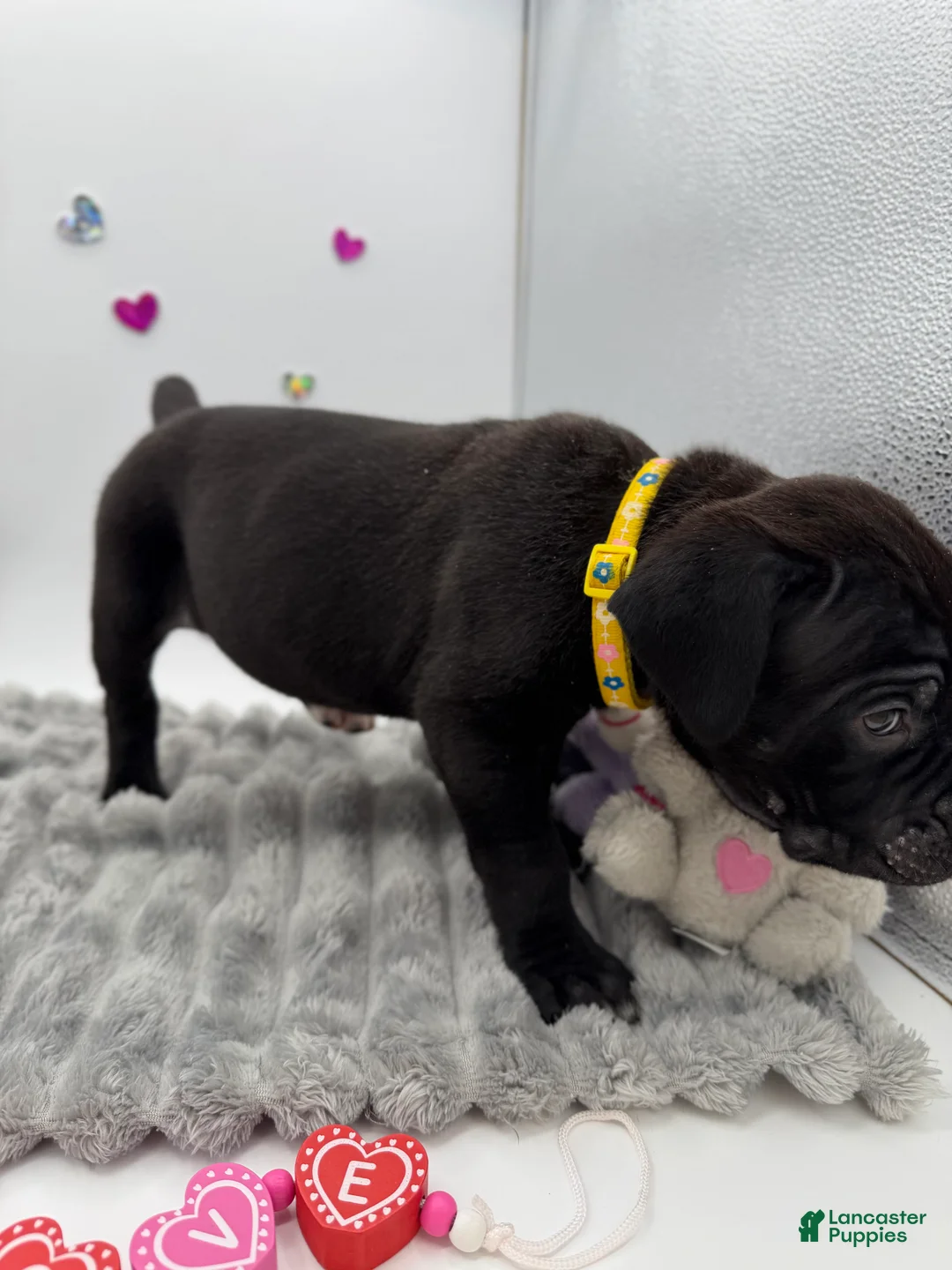 Cane Corso dogs for sale: Cane Corso Puppy 1 - Ad 6