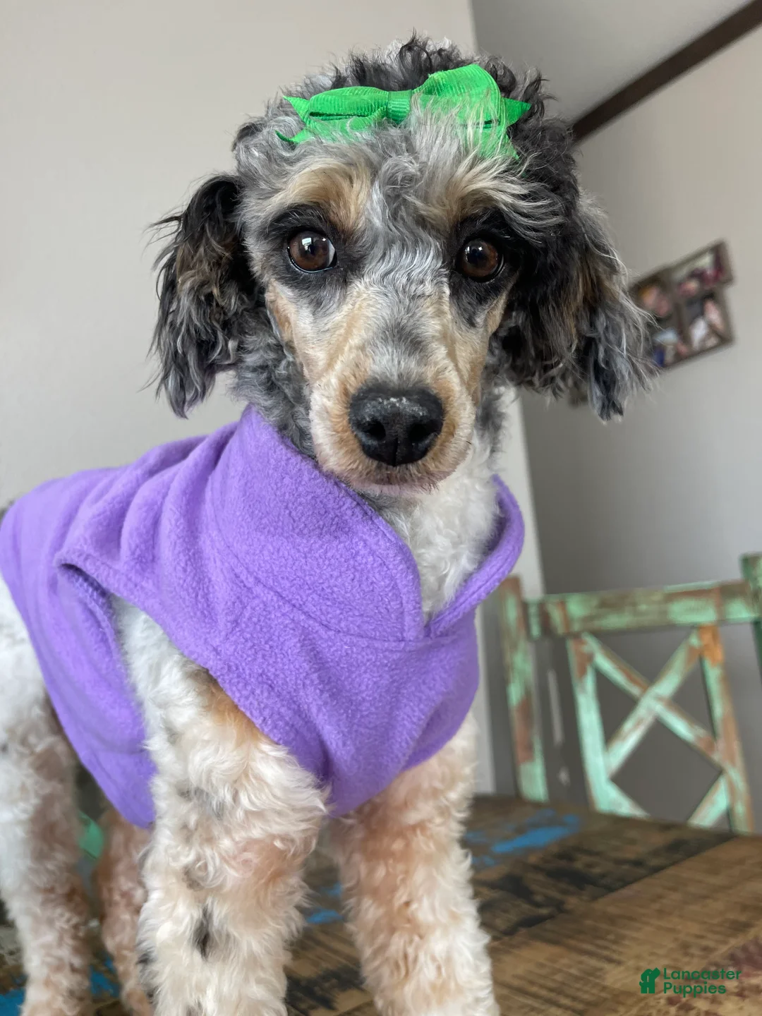 Miniature Poodle dogs for sale: Akc Blue Merle Parti Phantom  - Ad 10