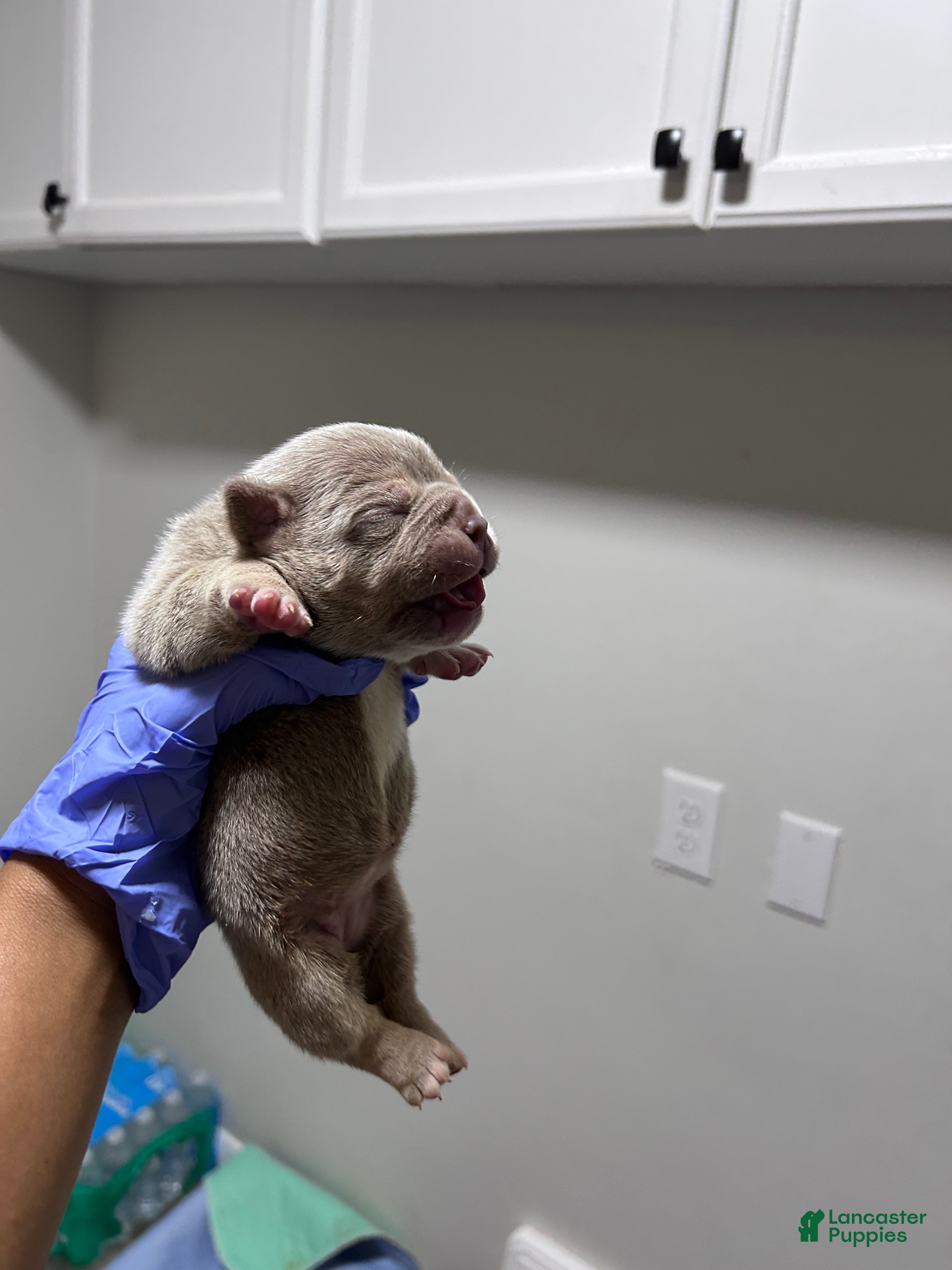 American Bully dogs Krillin - Ad 2