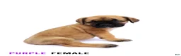 Cane Corso dogs for sale: Blue Male - Ad 17