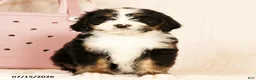 Bernedoodle dogs for sale: Dolly - Ad 2