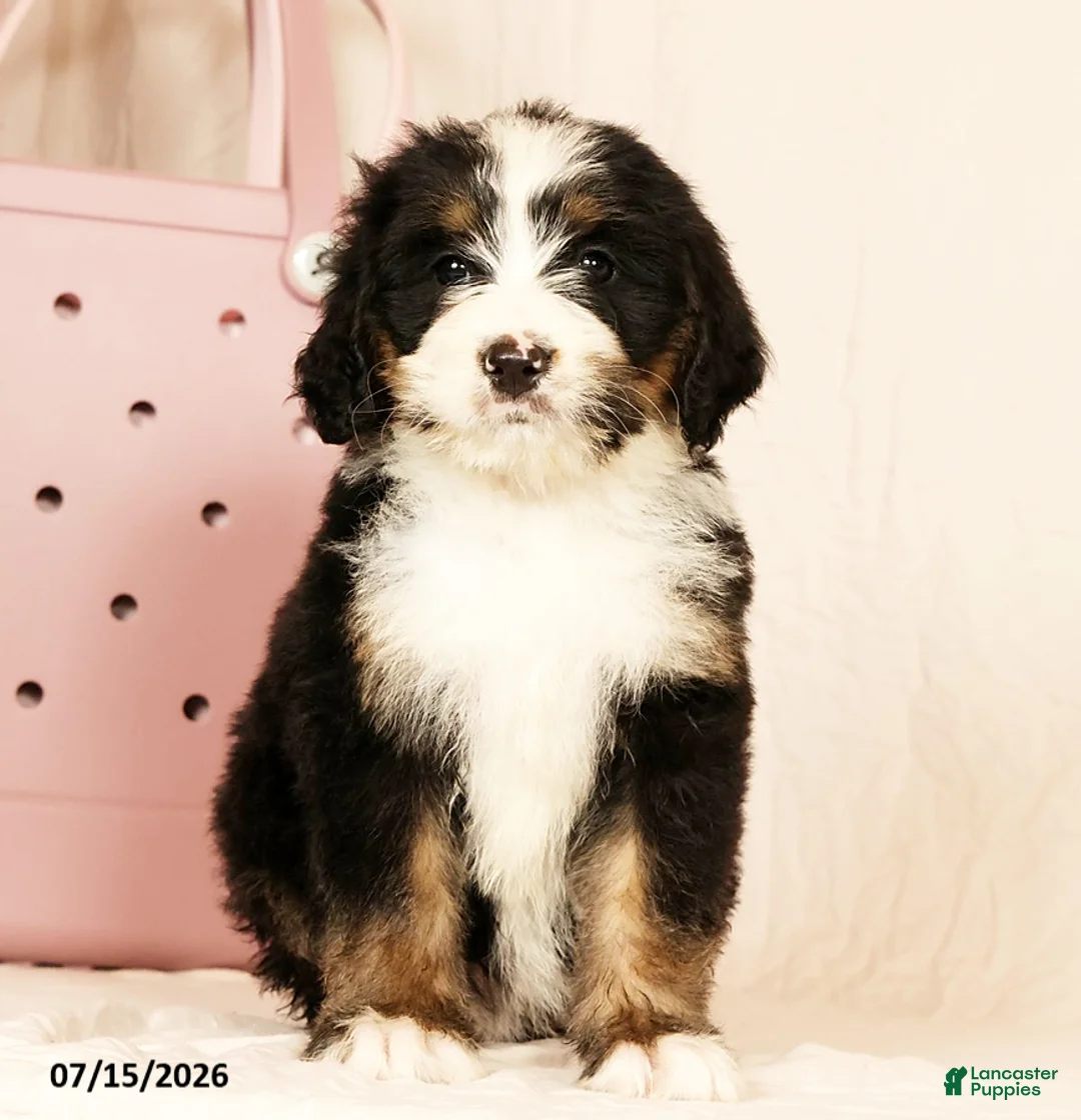 Bernedoodle dogs for sale: Dolly - Ad 2