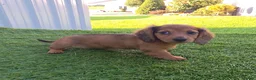 Miniature Dachshund dogs for sale: Angie - Ad 3