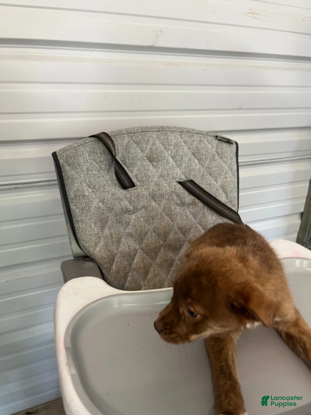 Golden Shepherd dogs for sale: Nala - Ad 2