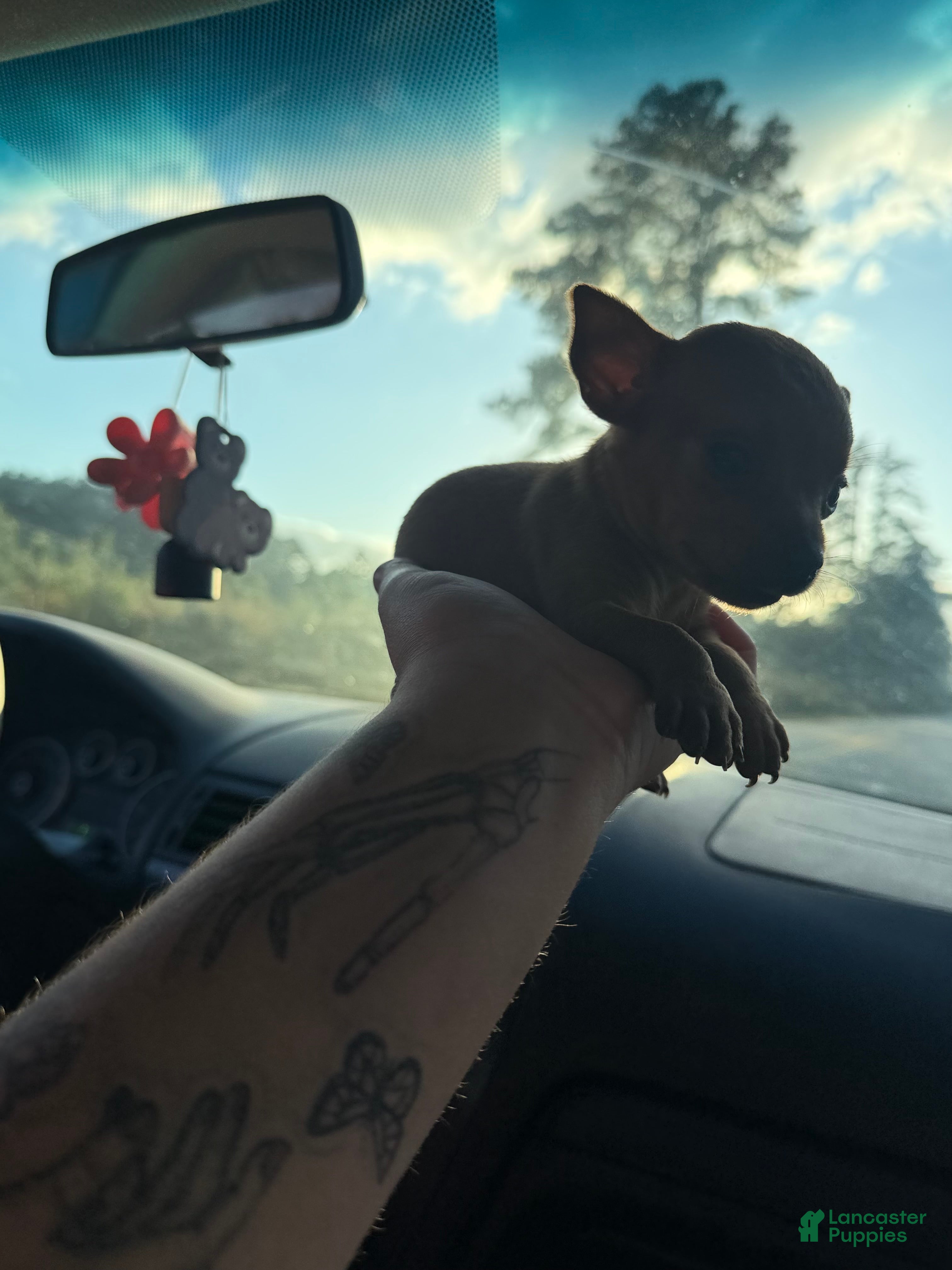 Chihuahua dogs for sale: Carlo  - Ad 2