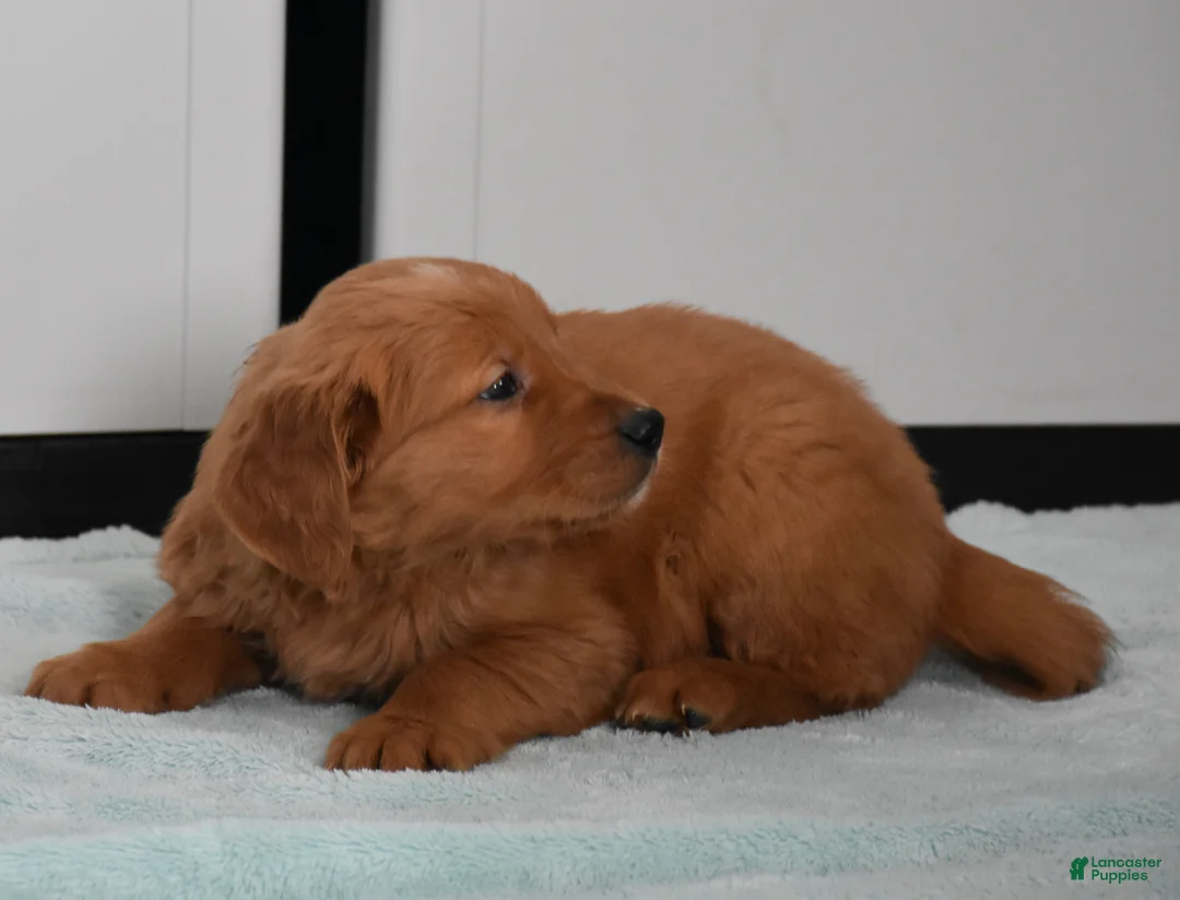 Golden Retriever dogs for sale: Tucker Genetic/OFA - Ad 12