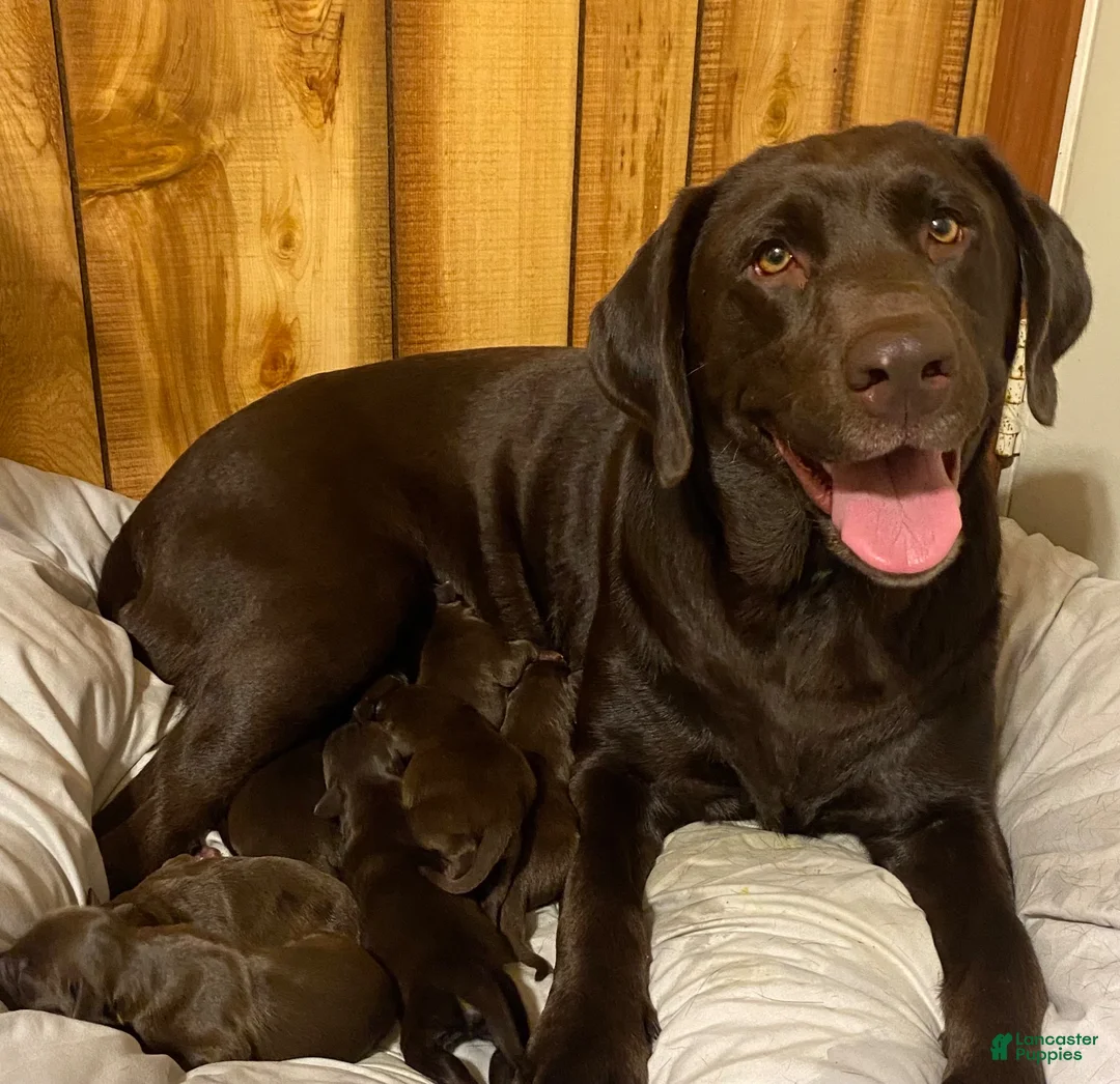 Mixed Breed dogs for sale: Mixed Breed 3 - Ad 2