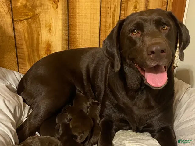 Mixed Breed dogs for sale: Mixed Breed 5 - Ad 2