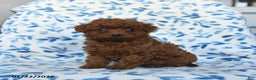 Cavapoo dogs for sale: Cinnamon - Ad 2